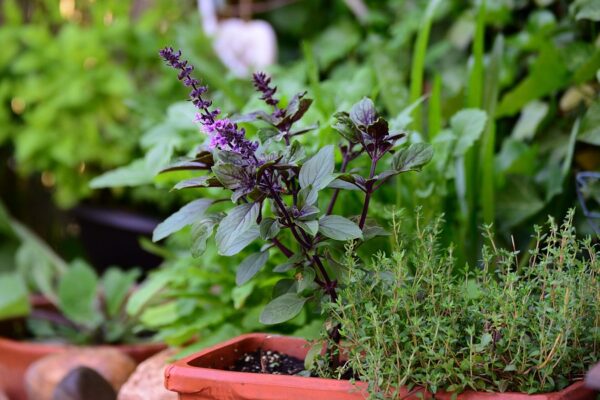 Najlepsze zioła na balkon: jak je pielęgnować i które wybrać?